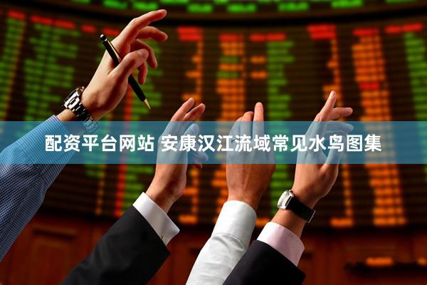 配资平台网站 安康汉江流域常见水鸟图集