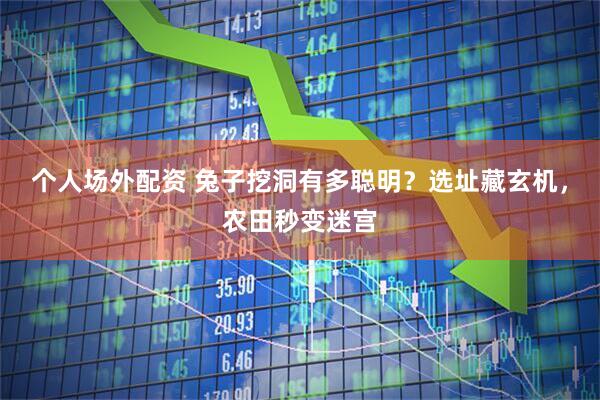 个人场外配资 兔子挖洞有多聪明？选址藏玄机，农田秒变迷宫