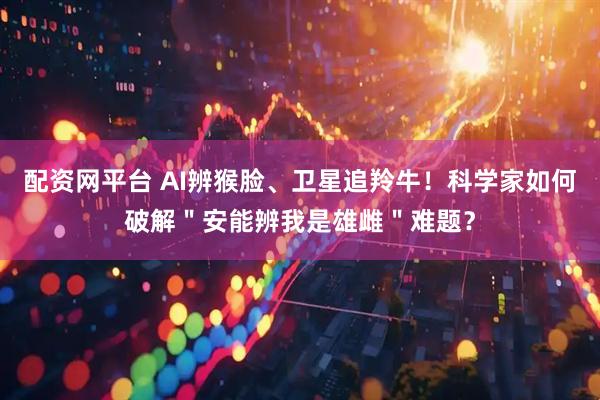 配资网平台 AI辨猴脸、卫星追羚牛！科学家如何破解＂安能辨我是雄雌＂难题？